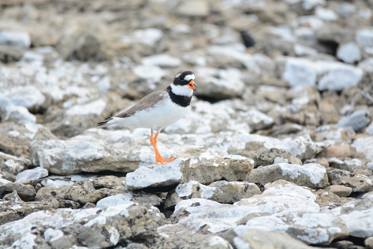 Common Ringed Plover - ML630082976