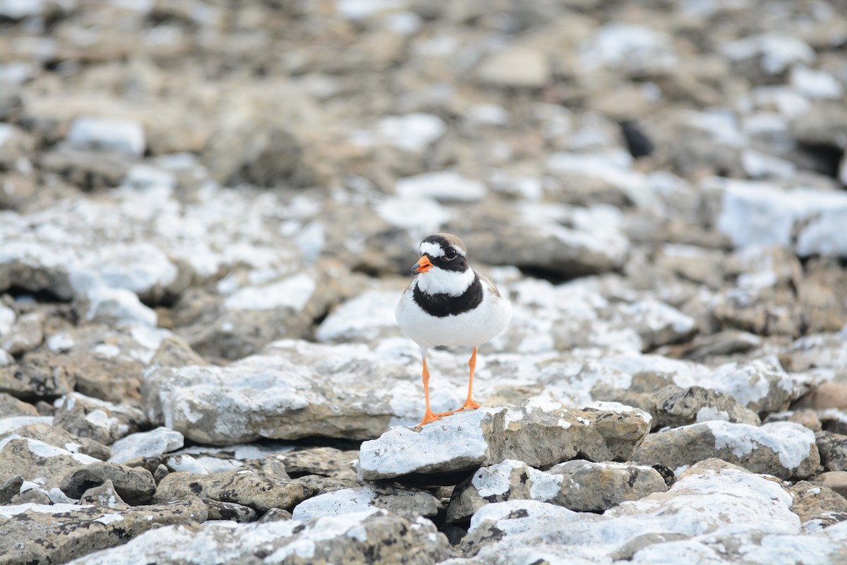 Common Ringed Plover - ML630082977