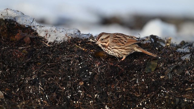 Song Sparrow - ML630083072