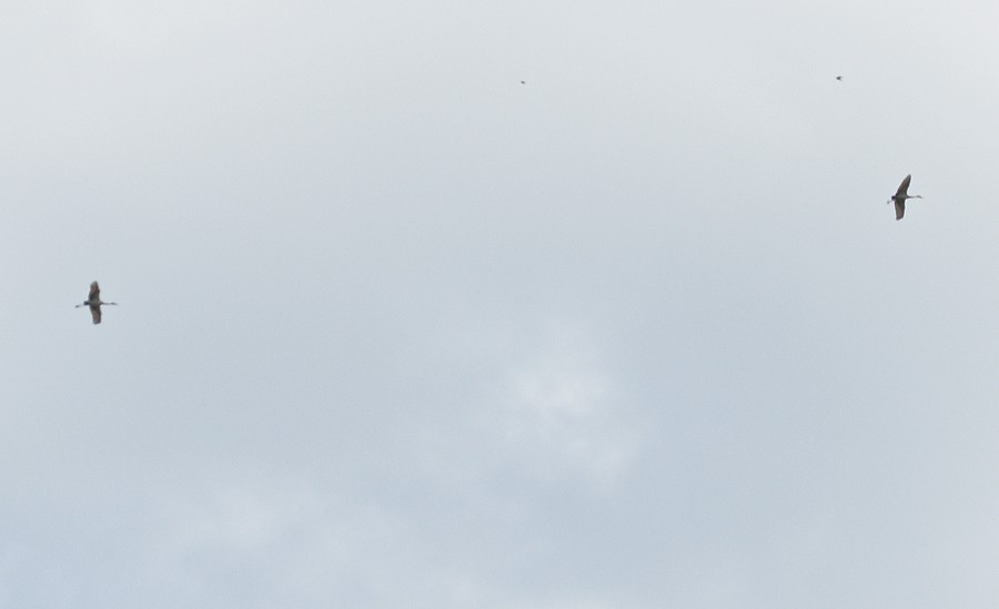 Sandhill Crane - ML630083092