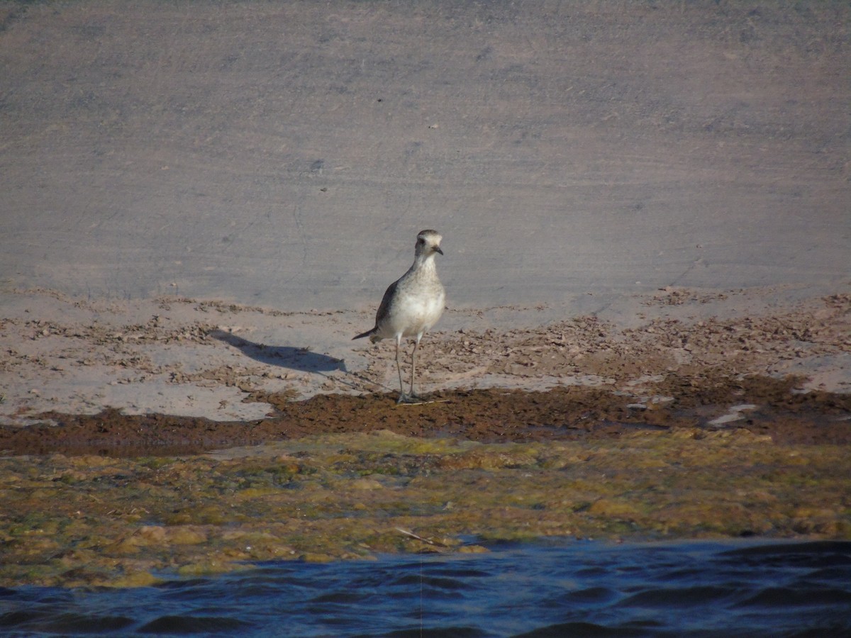 American Golden-Plover - ML630083115
