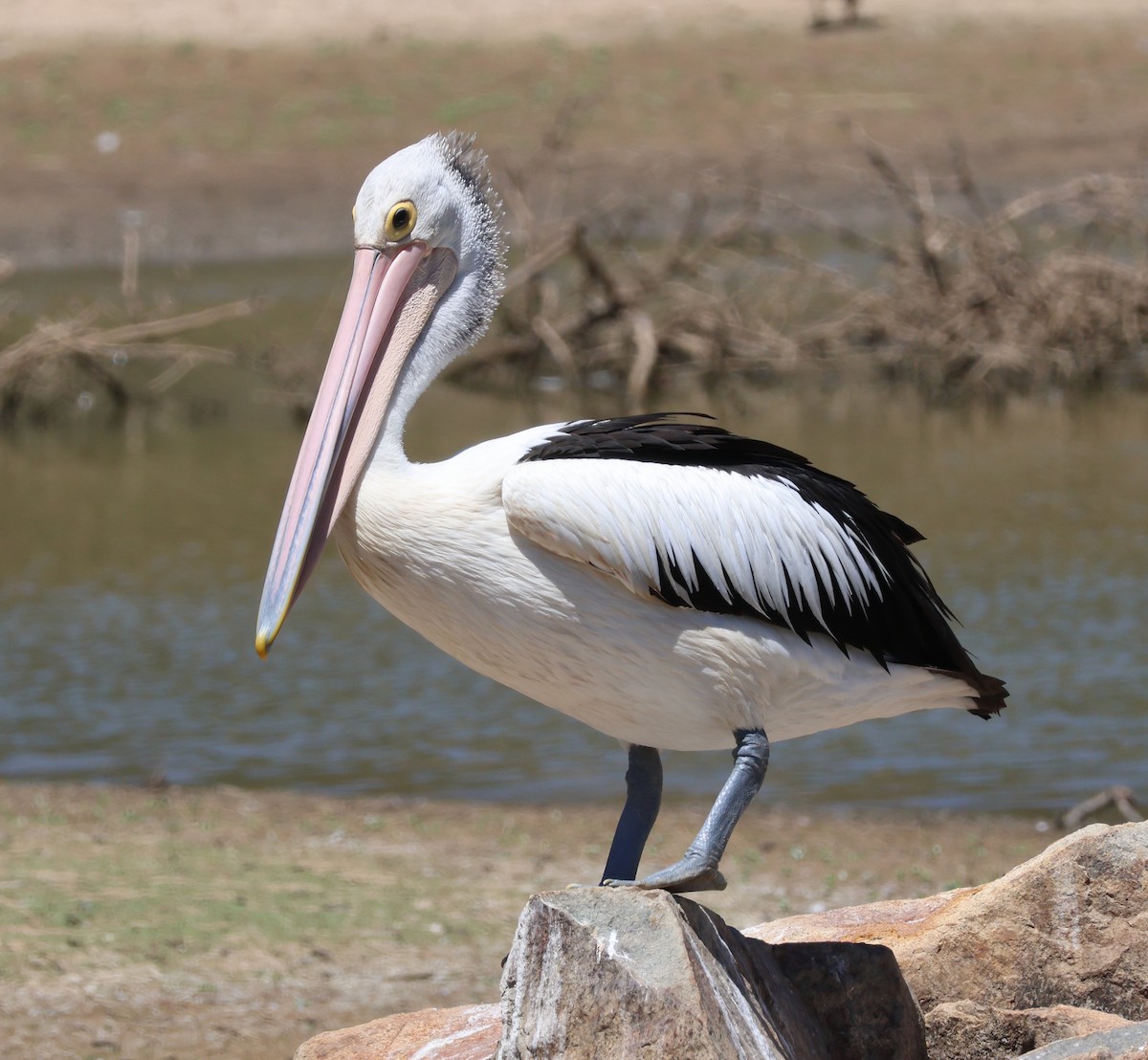 Australian Pelican - ML630083173
