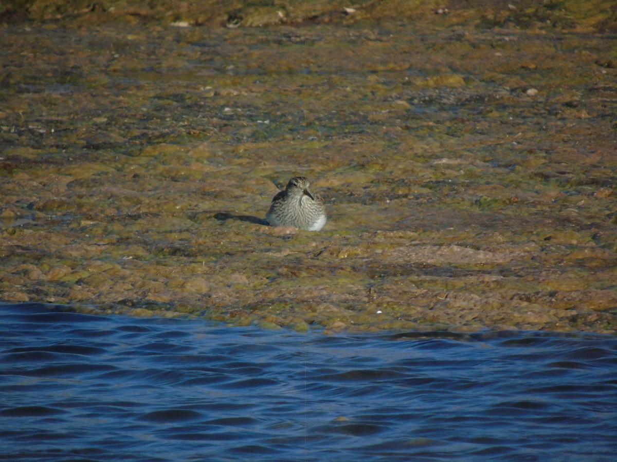 Pectoral Sandpiper - ML630083185