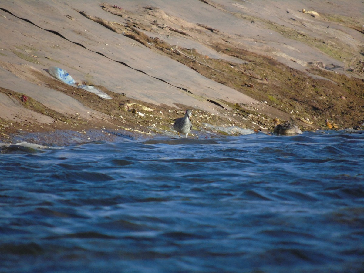 Pectoral Sandpiper - ML630083186
