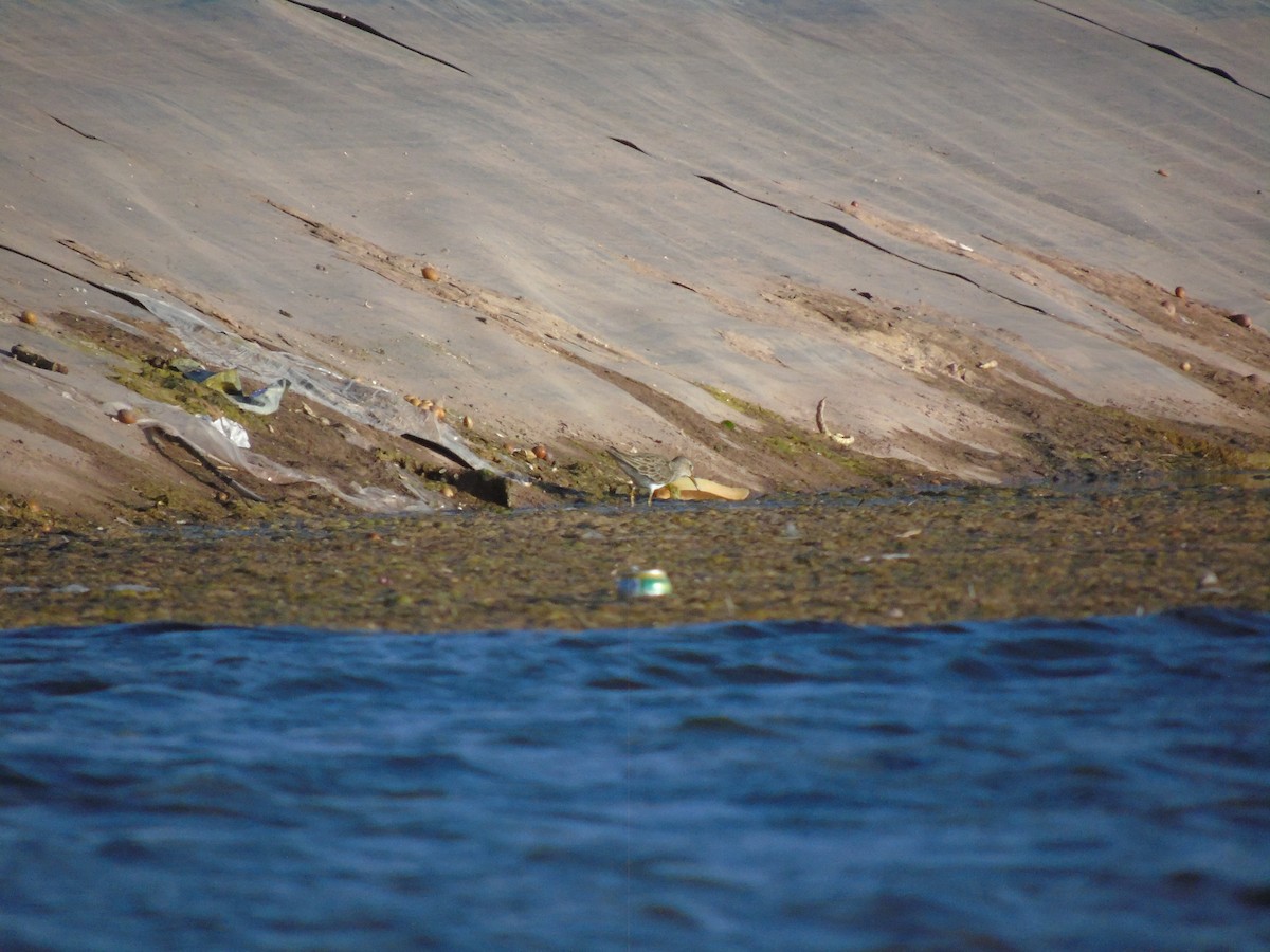 Pectoral Sandpiper - ML630083188