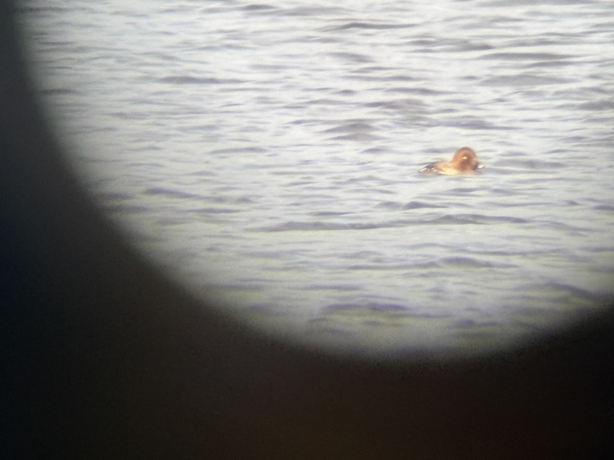 Common Goldeneye - ML630083193