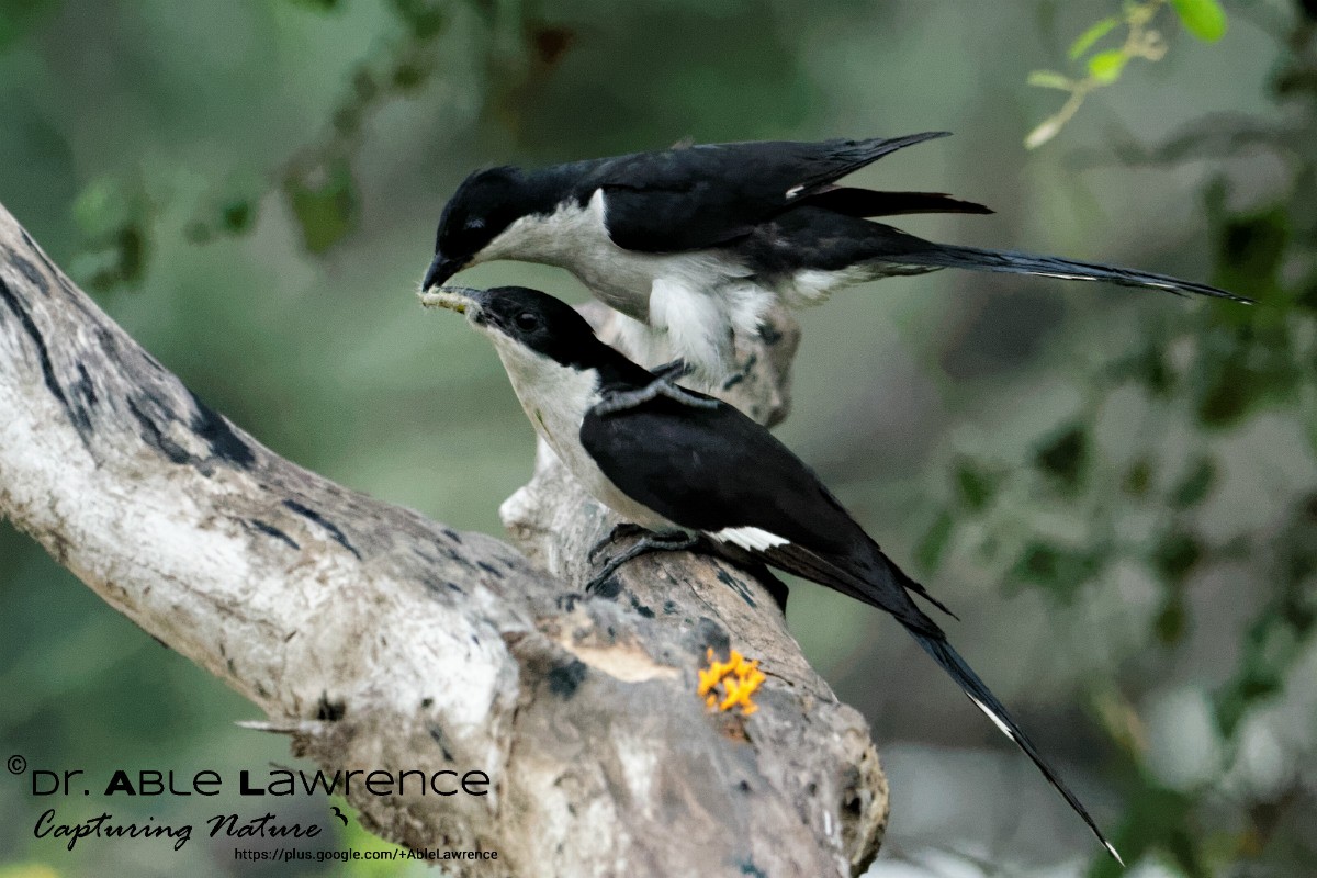 Pied Cuckoo - ML63008331