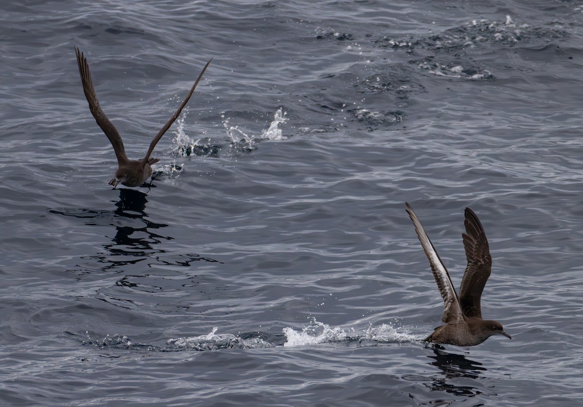 Sooty Shearwater - ML630083431