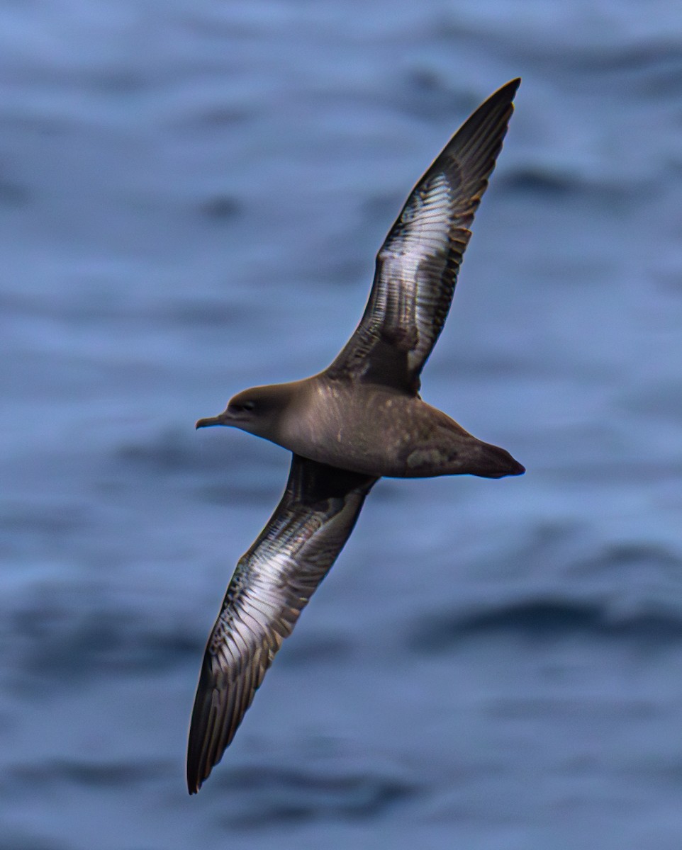 Sooty Shearwater - ML630083436
