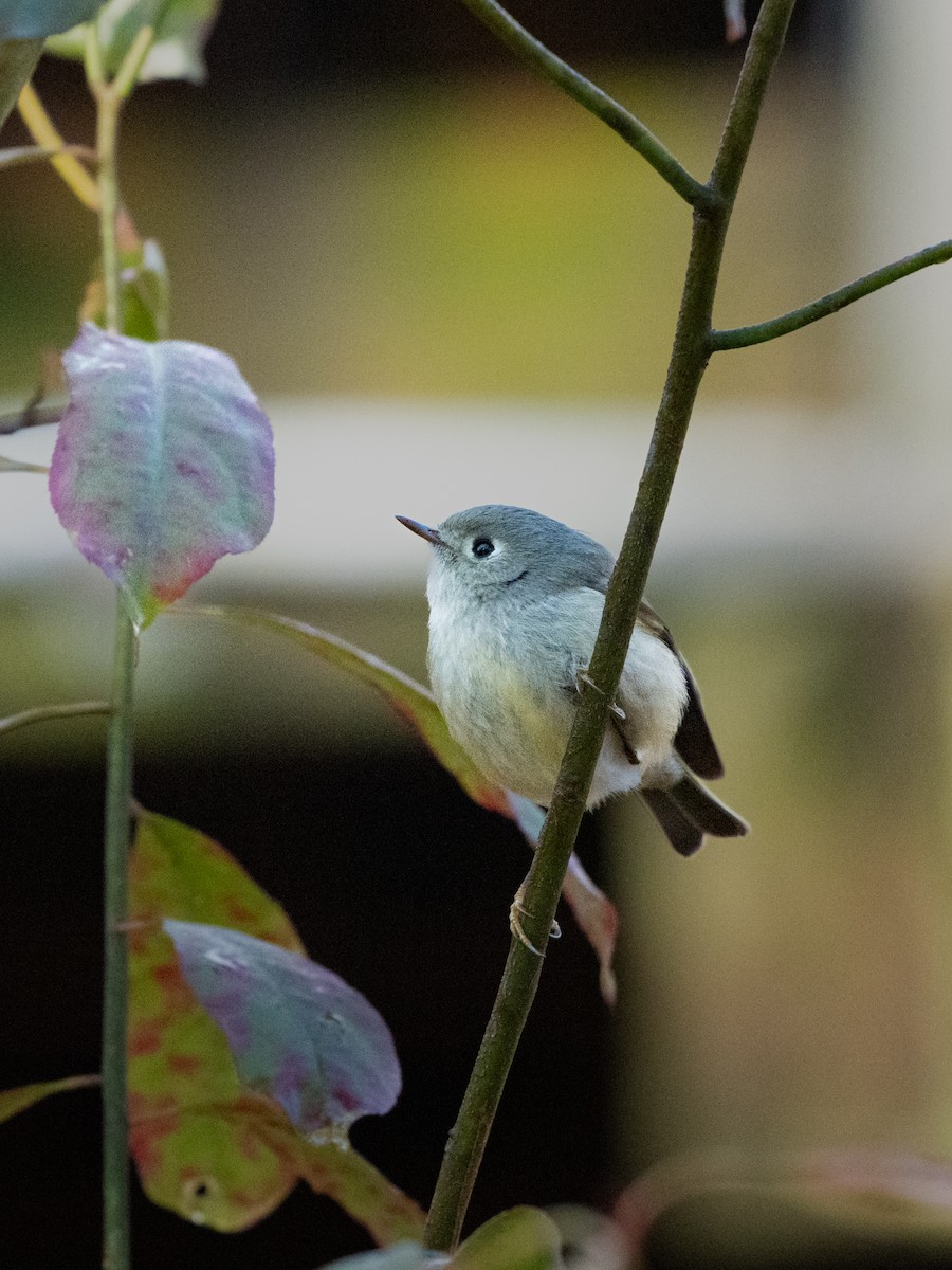Ruby-crowned Kinglet - ML630083679