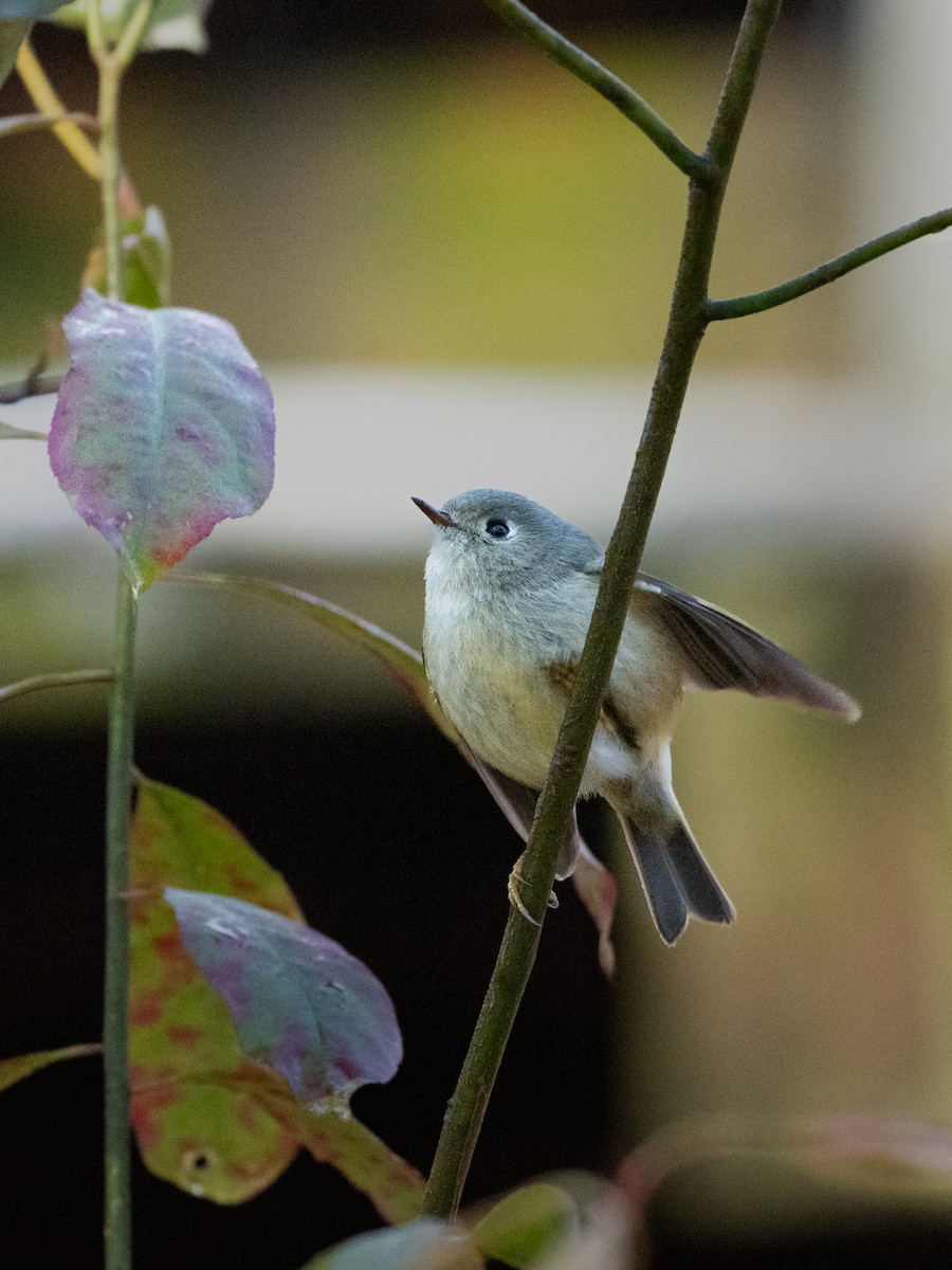 Ruby-crowned Kinglet - ML630083680