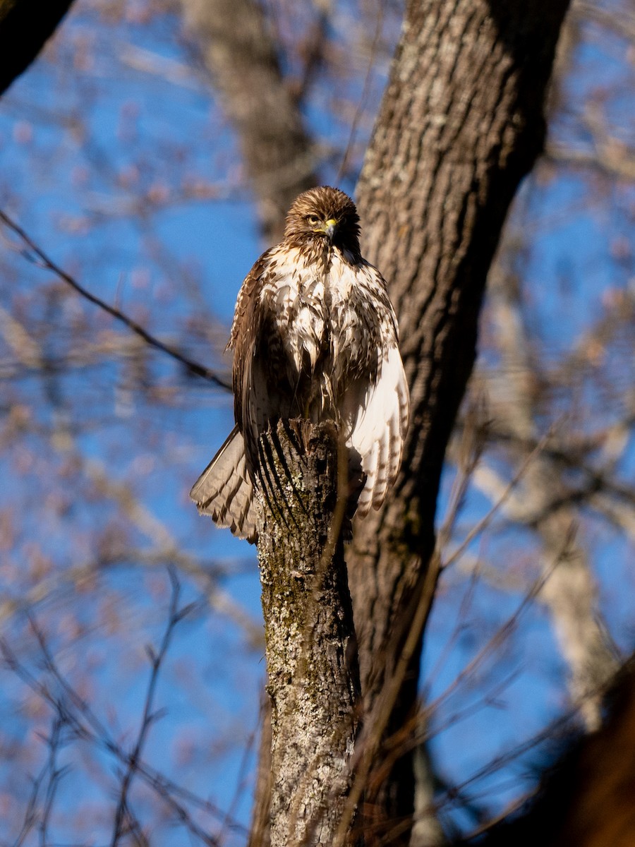 Red-tailed Hawk - ML630083685