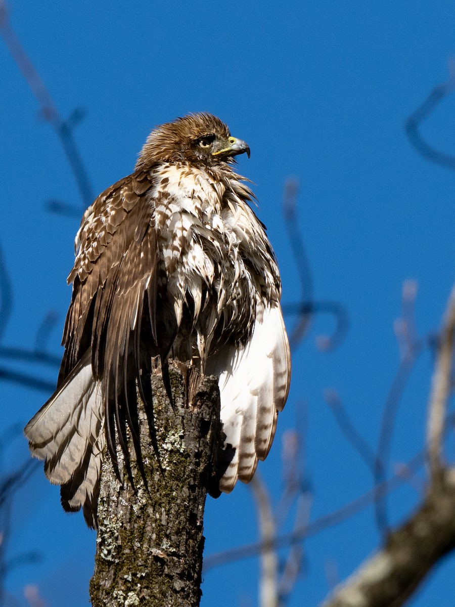 Red-tailed Hawk - ML630083686