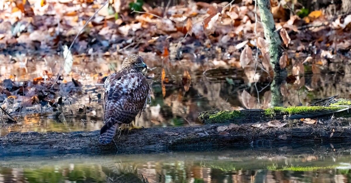 Red-tailed Hawk - ML630083802