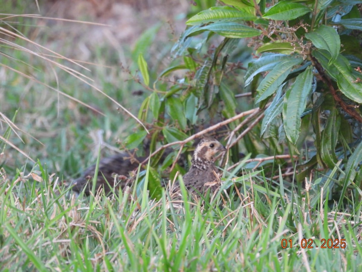 Crested Bobwhite - ML630084172