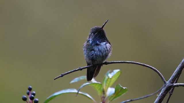 Volcano Hummingbird - ML630084199