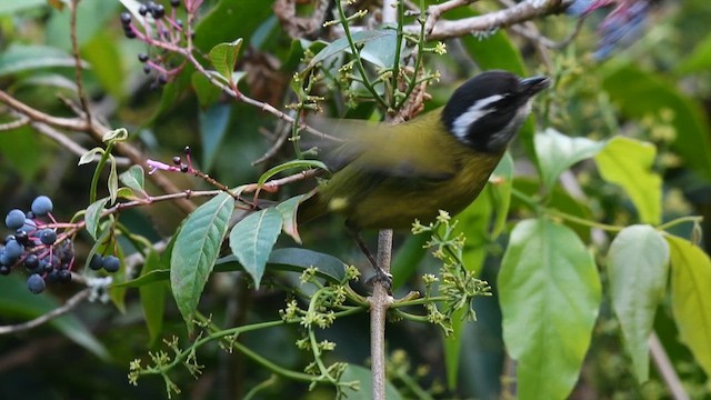 Sooty-capped Chlorospingus - ML630084206