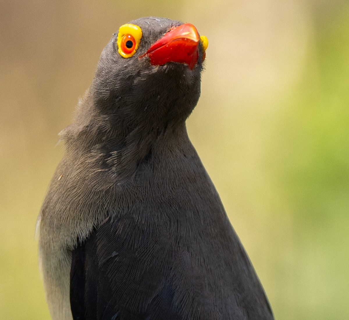 Red-billed Oxpecker - ML630084272