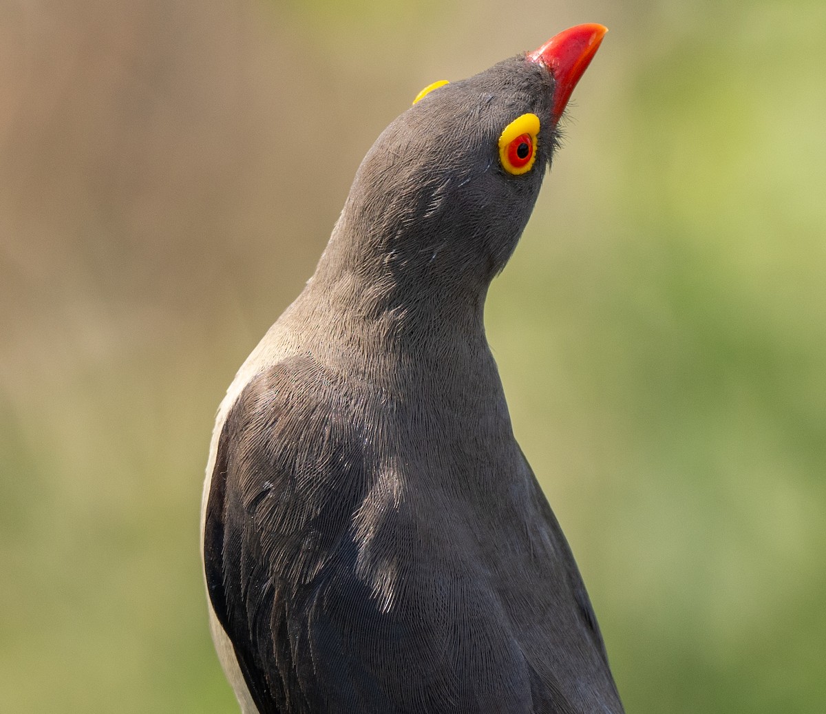 Red-billed Oxpecker - ML630084273