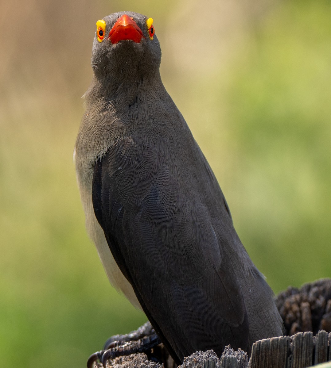 Red-billed Oxpecker - ML630084274