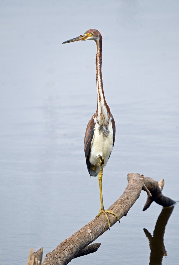 Tricolored Heron - ML630084321