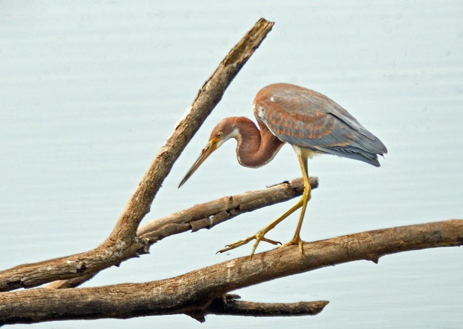 Tricolored Heron - ML630084330
