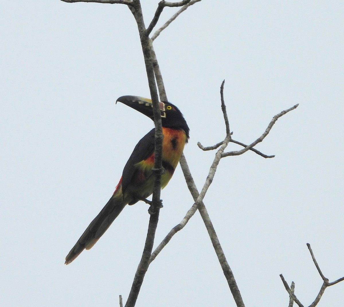 Collared Aracari - ML630084427
