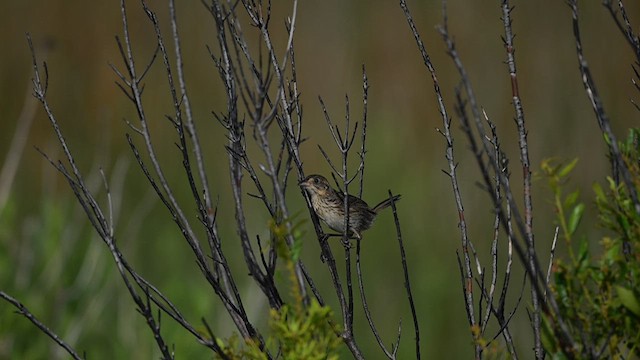 Seaside Sparrow - ML630084641