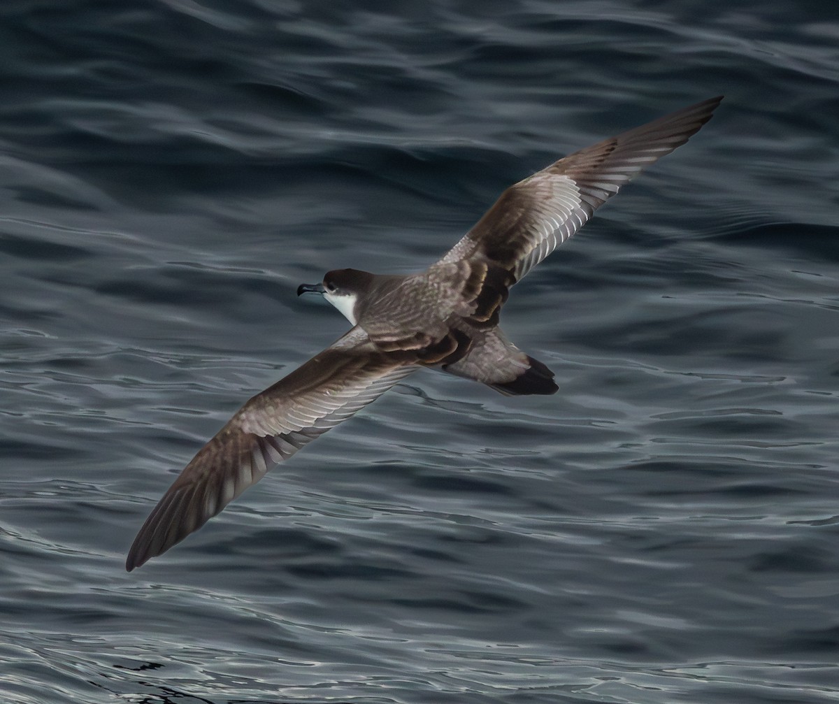 Buller's Shearwater - ML630084750