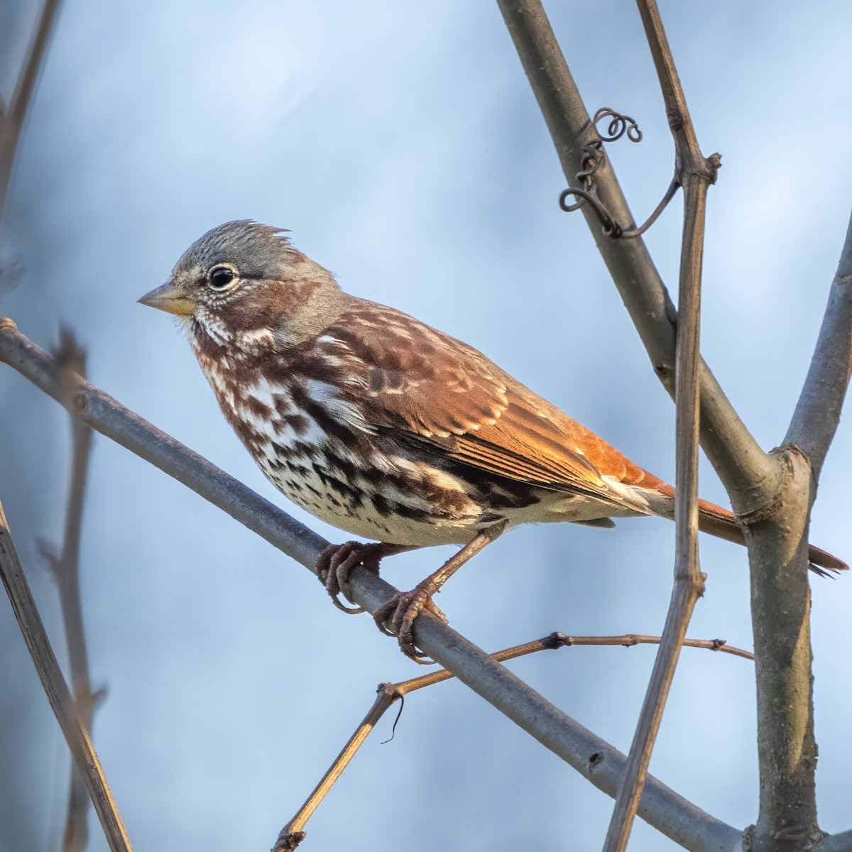 Fox Sparrow (Red) - ML630084754
