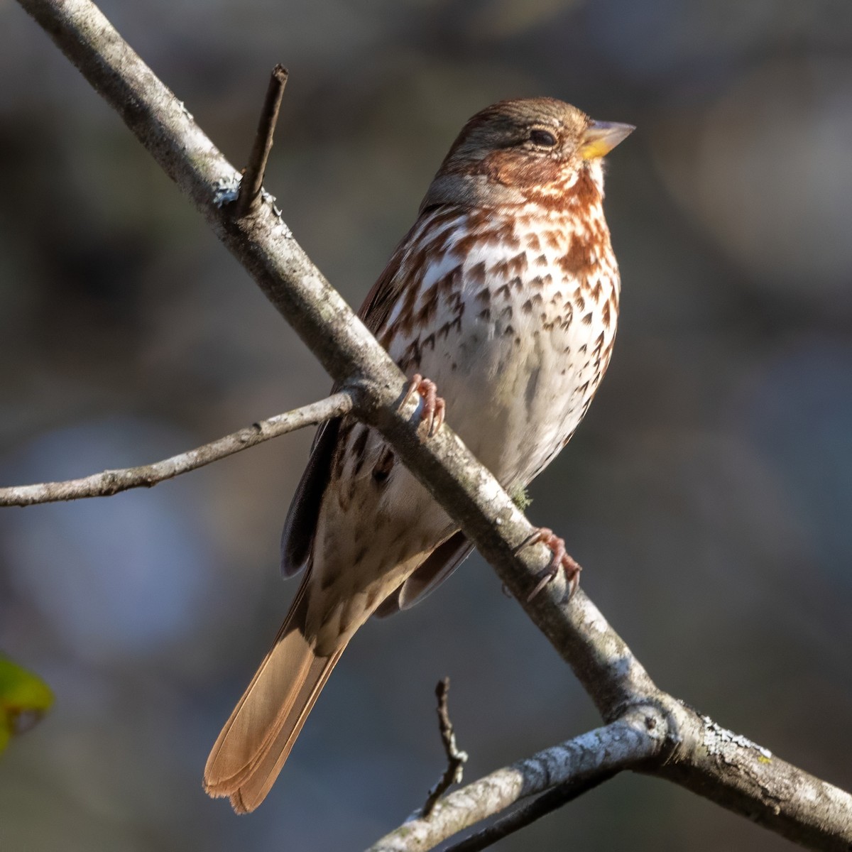 Fox Sparrow (Red) - ML630084755