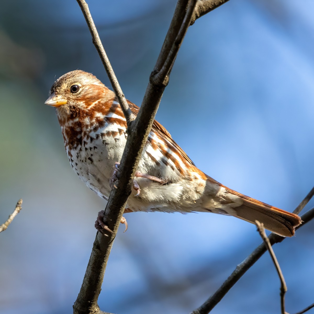 Fox Sparrow (Red) - ML630084756