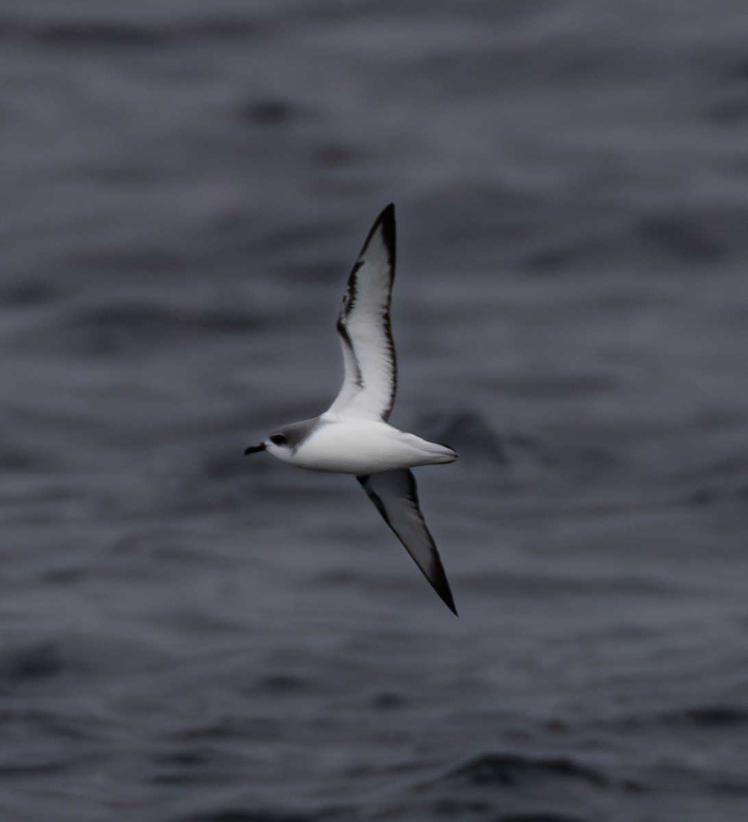 Cook's Petrel - ML630084760
