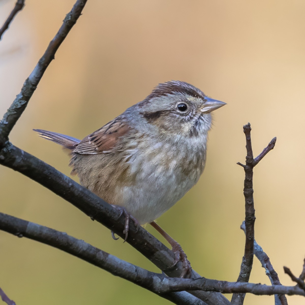 Swamp Sparrow - ML630084774