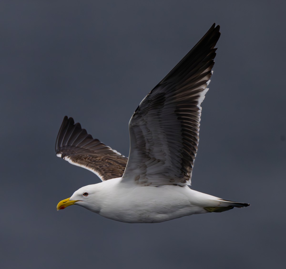 Kelp Gull - ML630085005