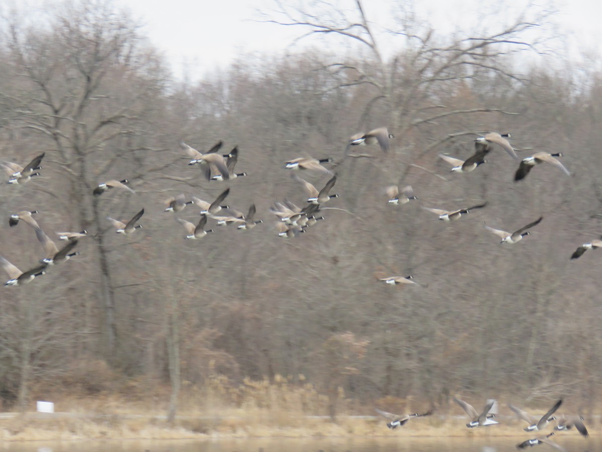 Canada Goose - ML630085011