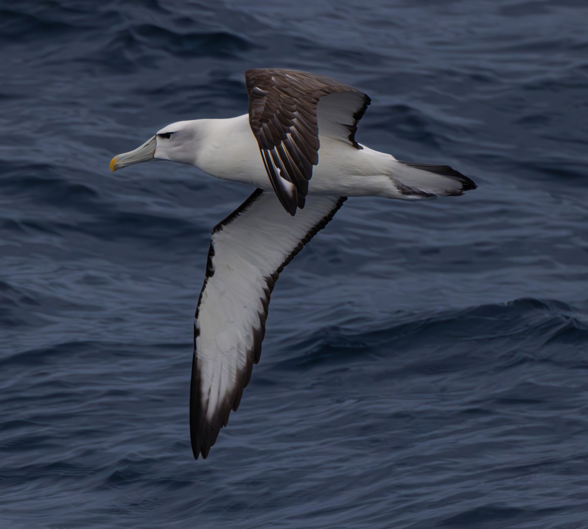 White-capped Albatross - ML630085014