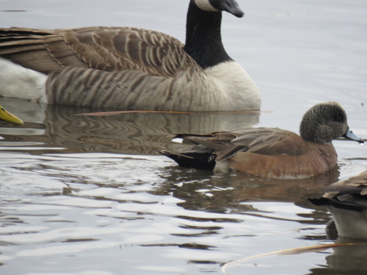 American Wigeon - ML630085036