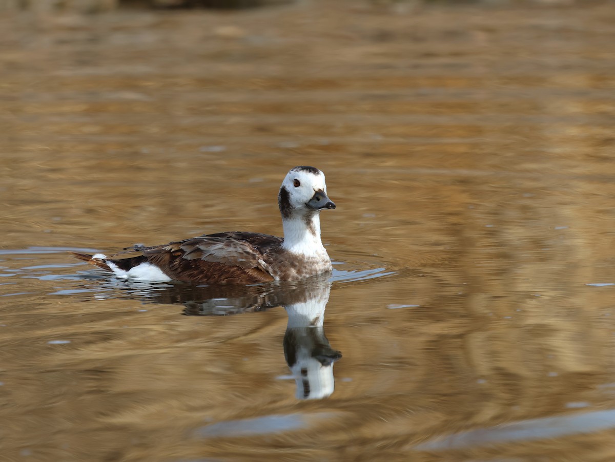 Long-tailed Duck - ML630085062