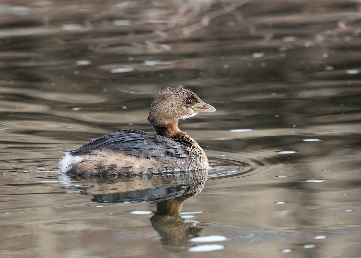 Pied-billed Grebe - ML630085105