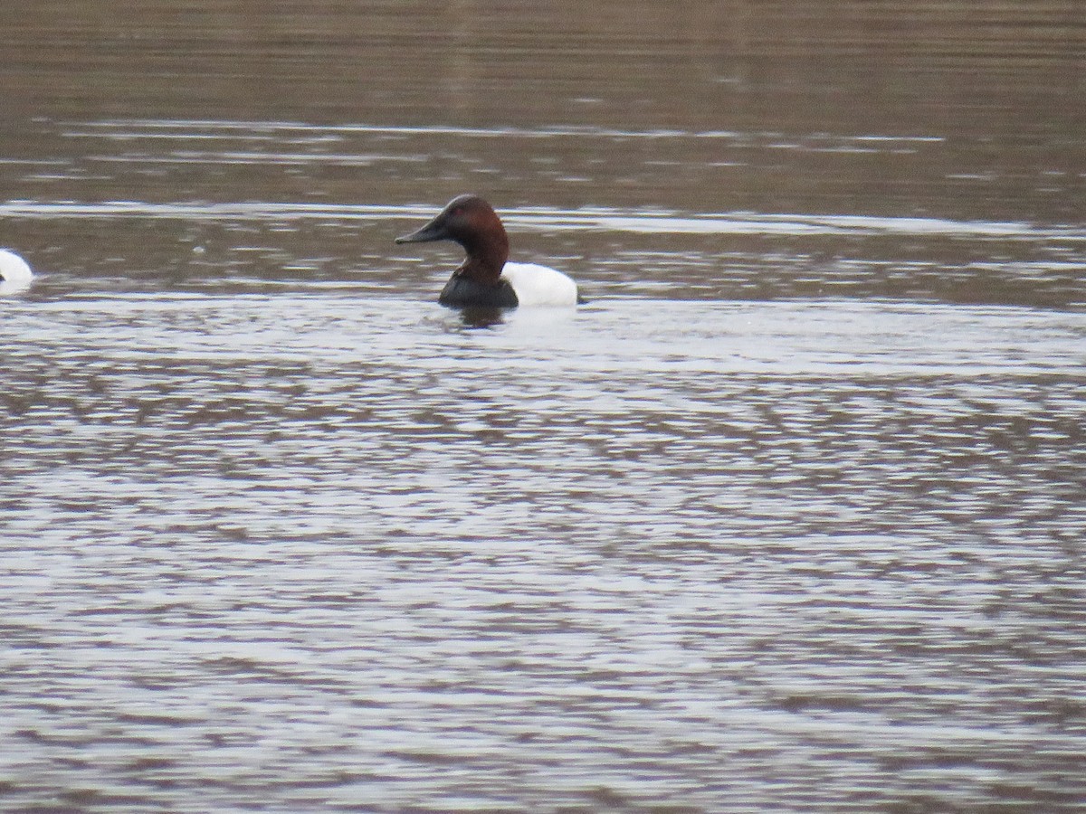 Canvasback - ML630085106