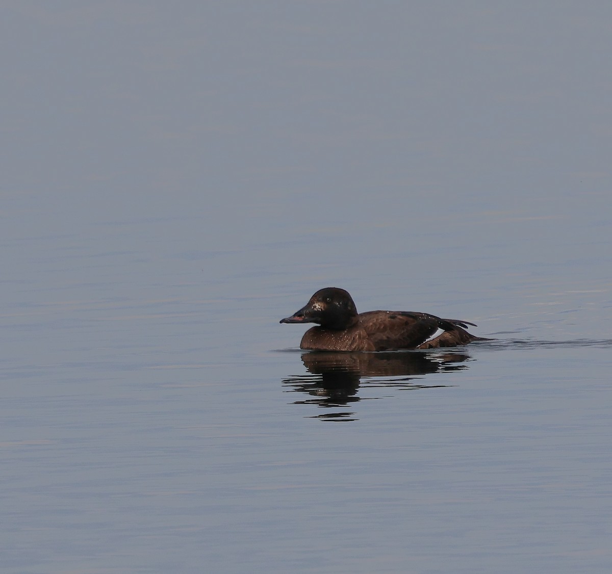White-winged Scoter - ML630085120