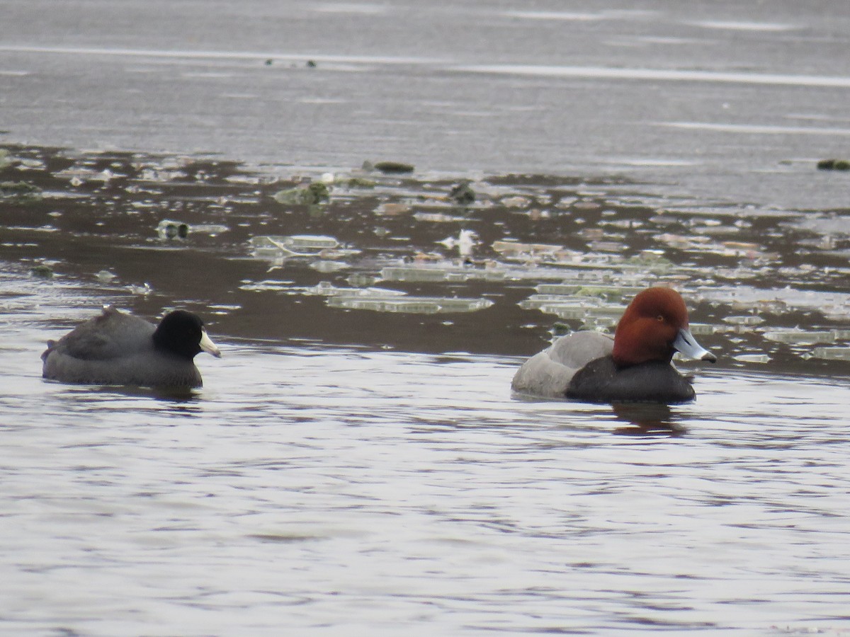 Redhead - ML630085135