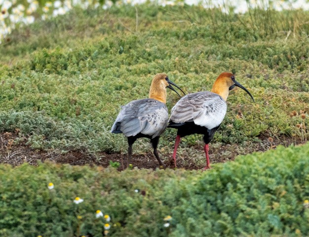 Black-faced Ibis - ML630085159