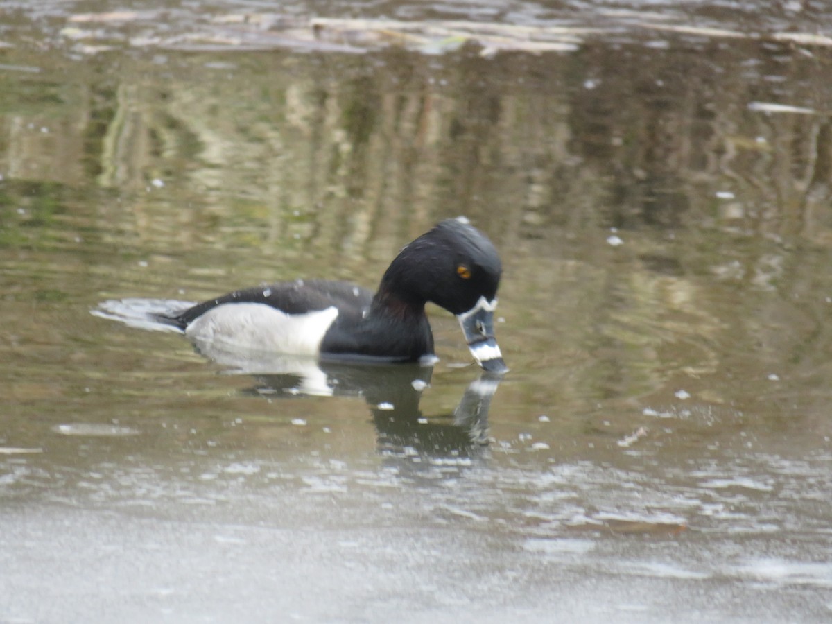 Ring-necked Duck - ML630085169