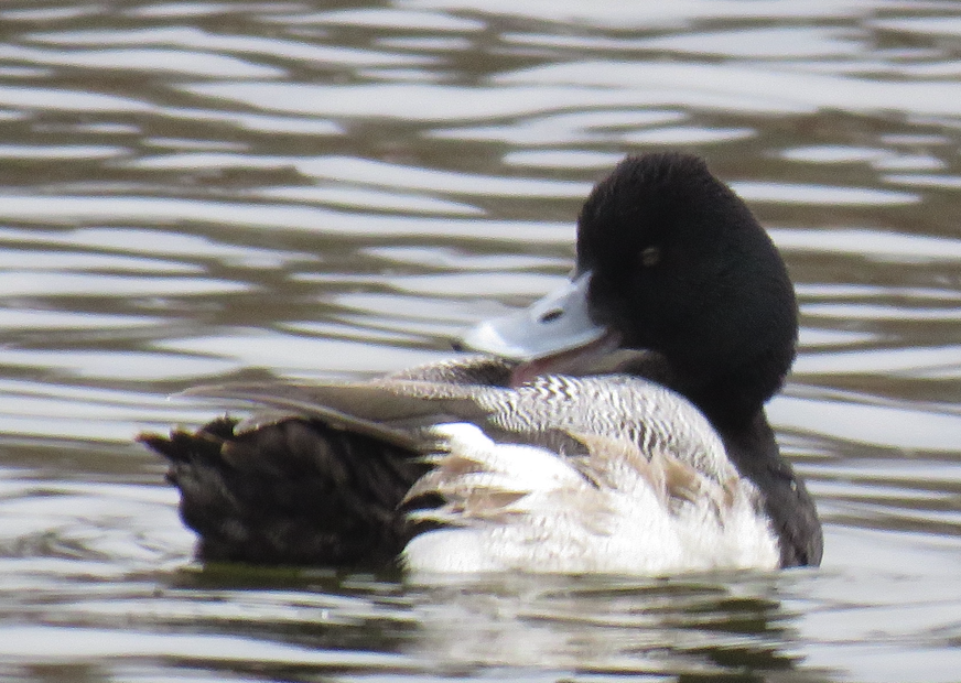 Lesser Scaup - ML630085179