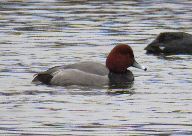 Redhead - ML630085188