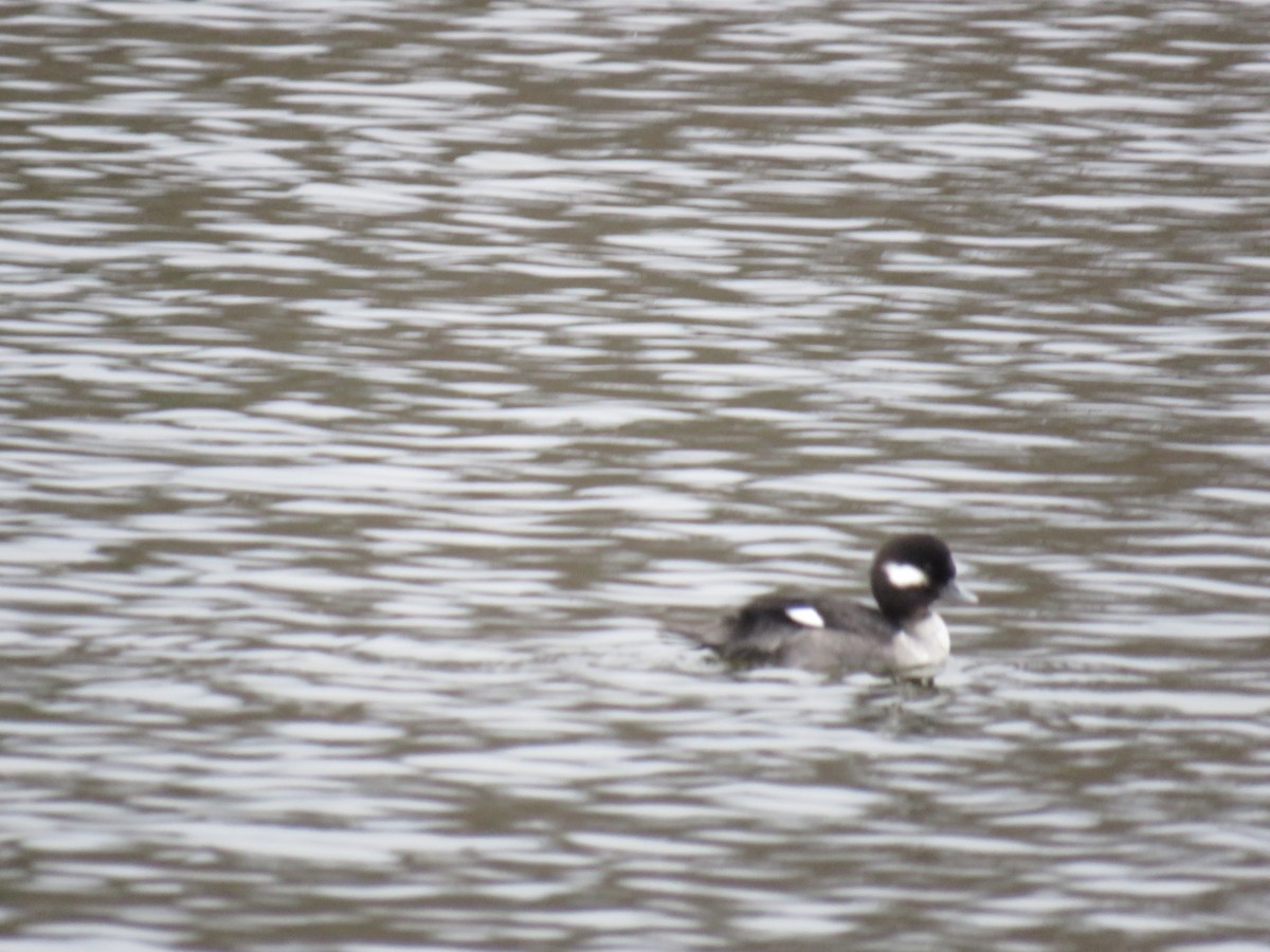 Bufflehead - ML630085239