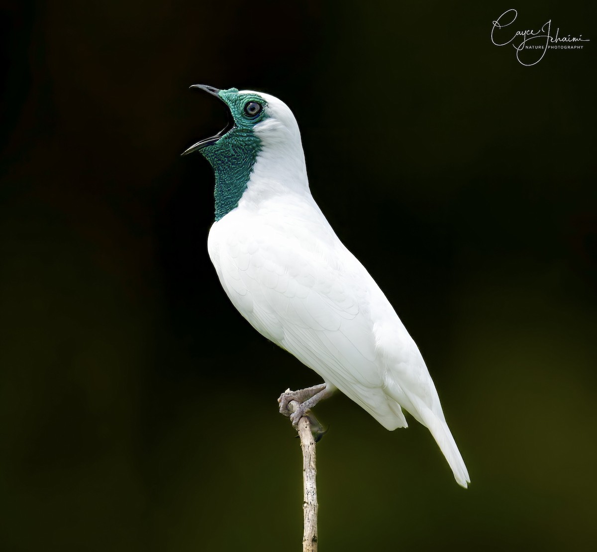 Bare-throated Bellbird - ML630085689