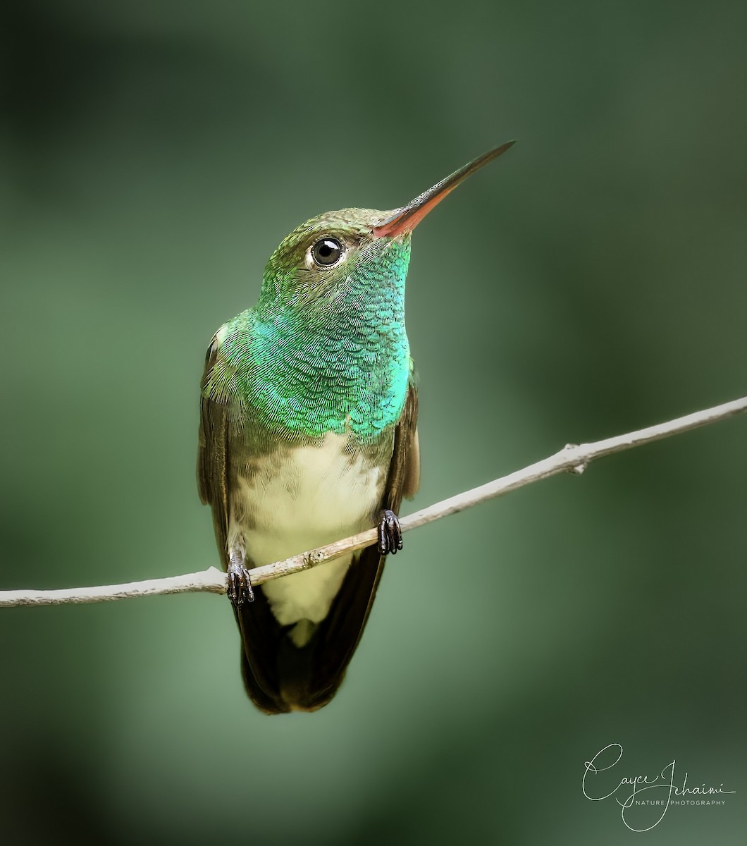 Glittering-throated Emerald - ML630085835